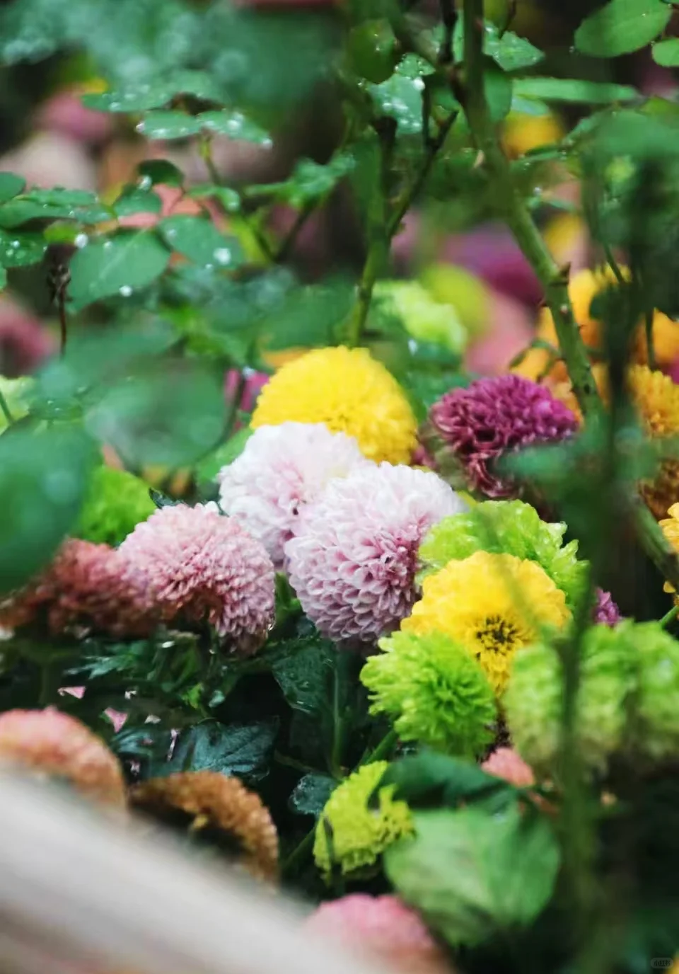 狮子林菊花展｜最是人间富贵花