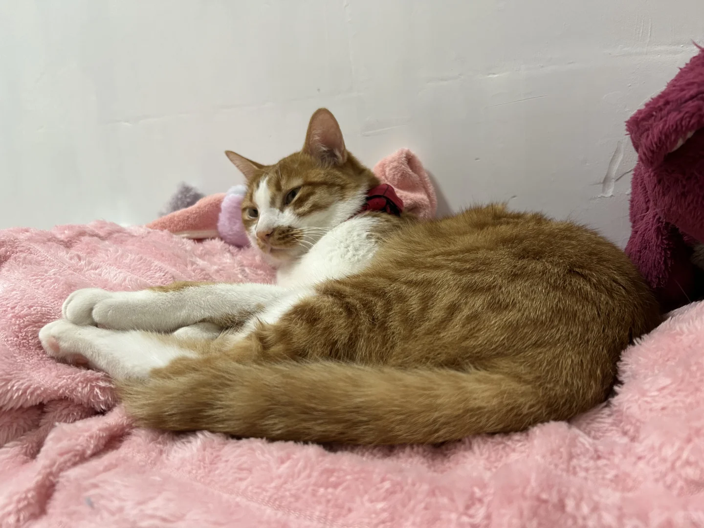 小猫睡觉也是妖娆