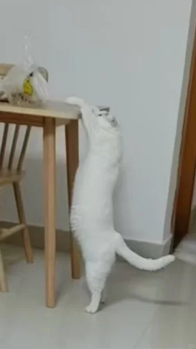 美妙身姿，你们有没有猫咪的搞笑时刻