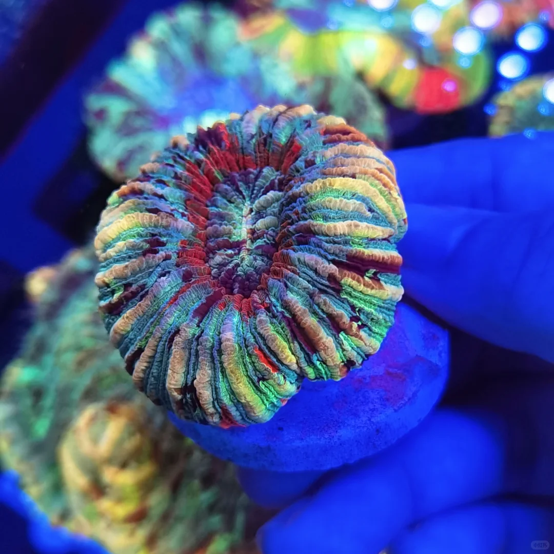 依旧会被这颗八字脑着迷