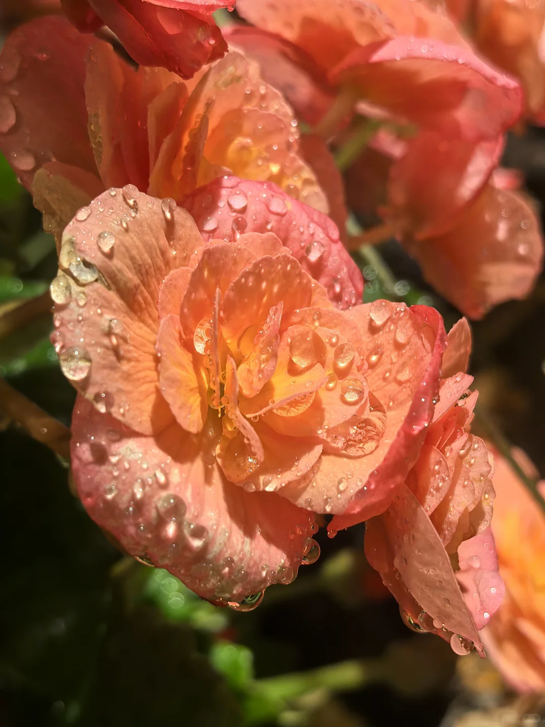 娇艳欲滴🌸🌼🌺