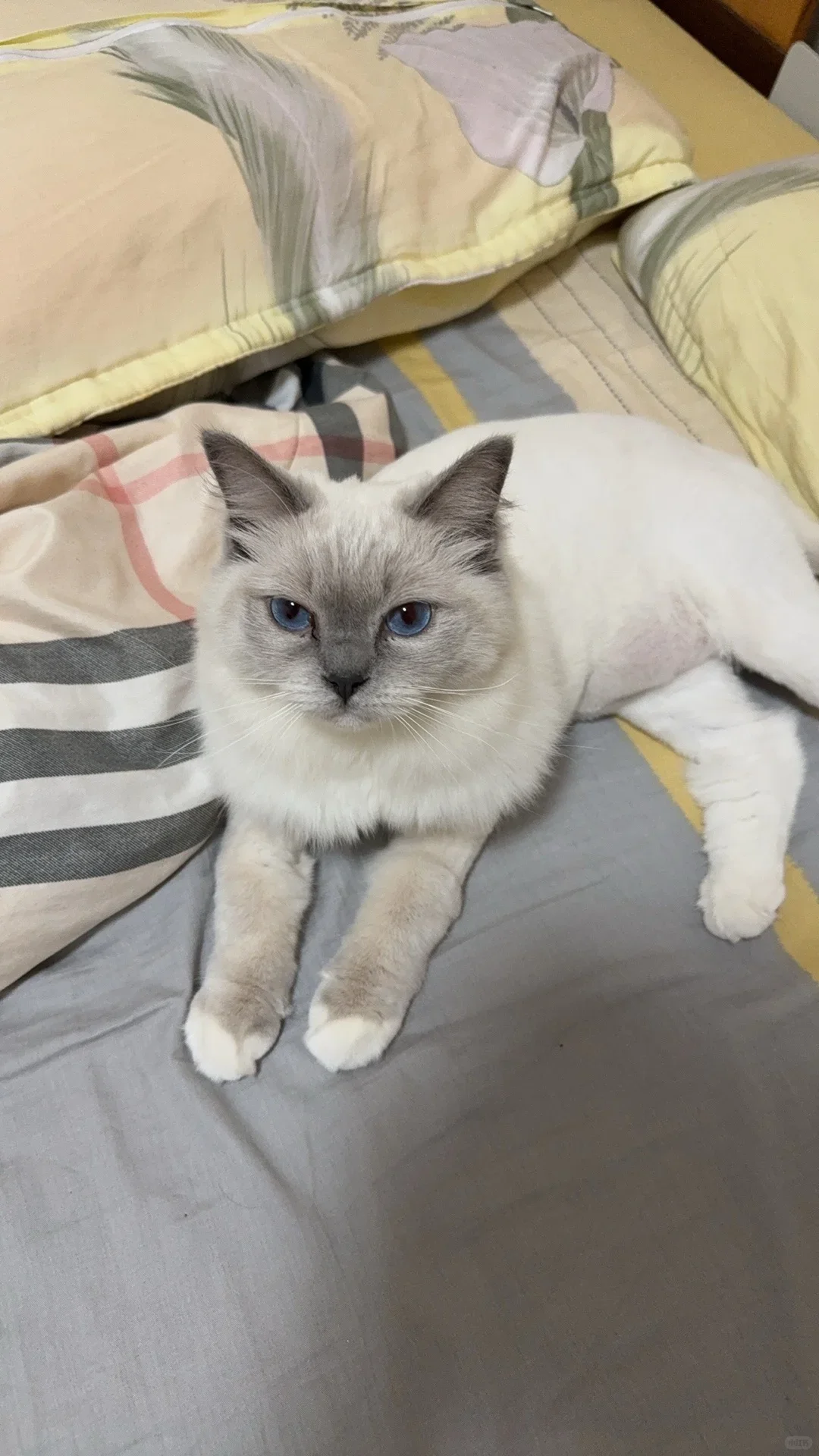 谁家好哈基咪这样睡觉呀！！！