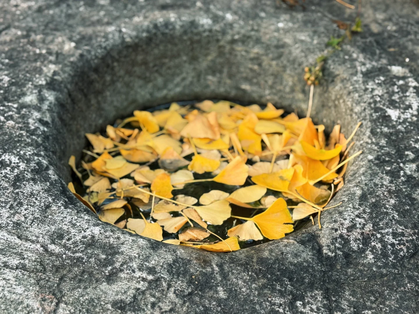 嵩山最小众的国保三祖庵，今日秋色正撩人