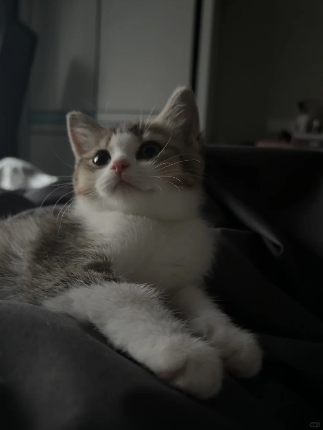 当年之事真的不能怪纣王…