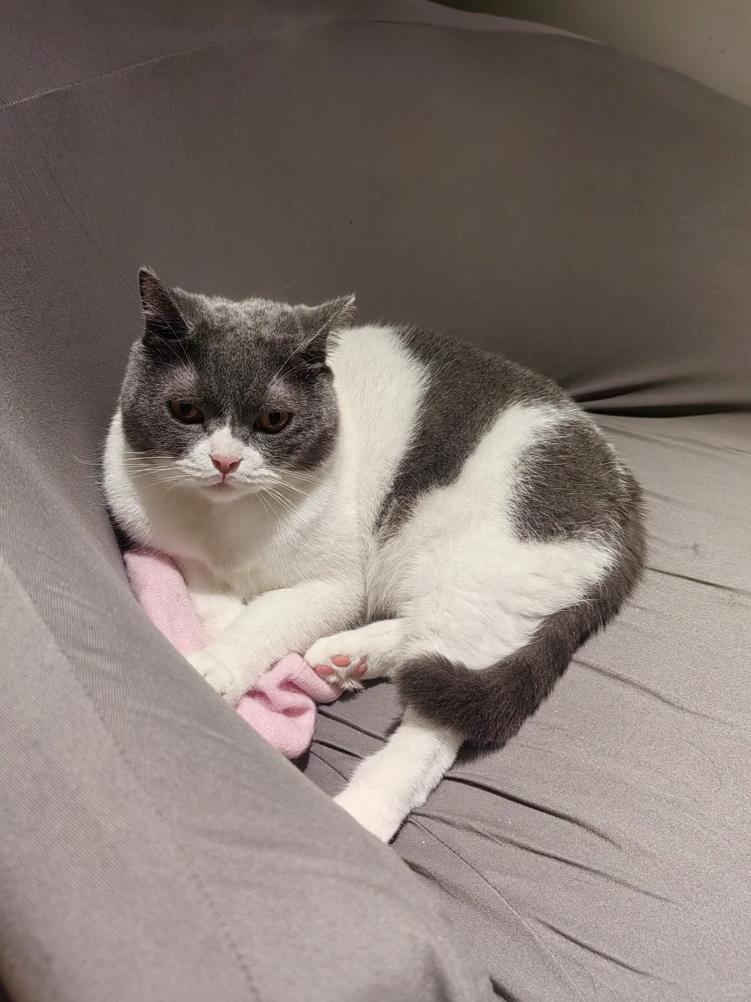 是一定一定要趴着衣服上的🤭