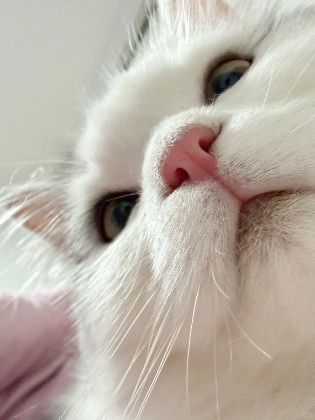 今日份“猫界嫩模”营业——