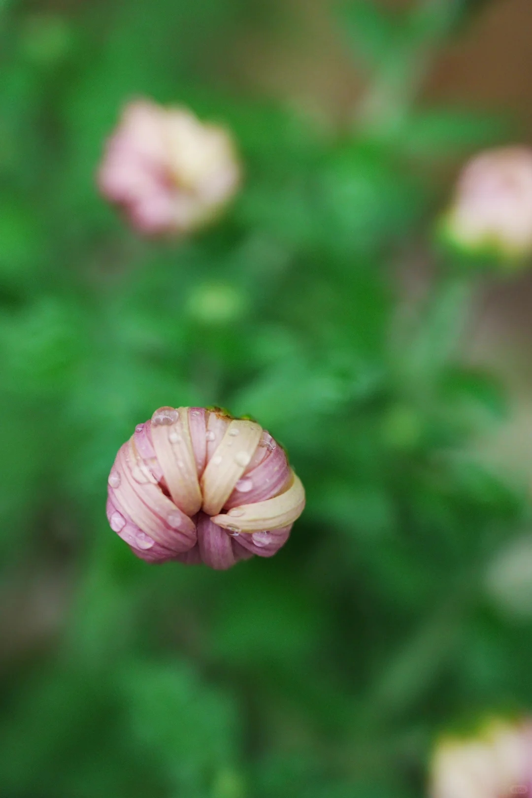 雨，未出门，拍自家的花～
