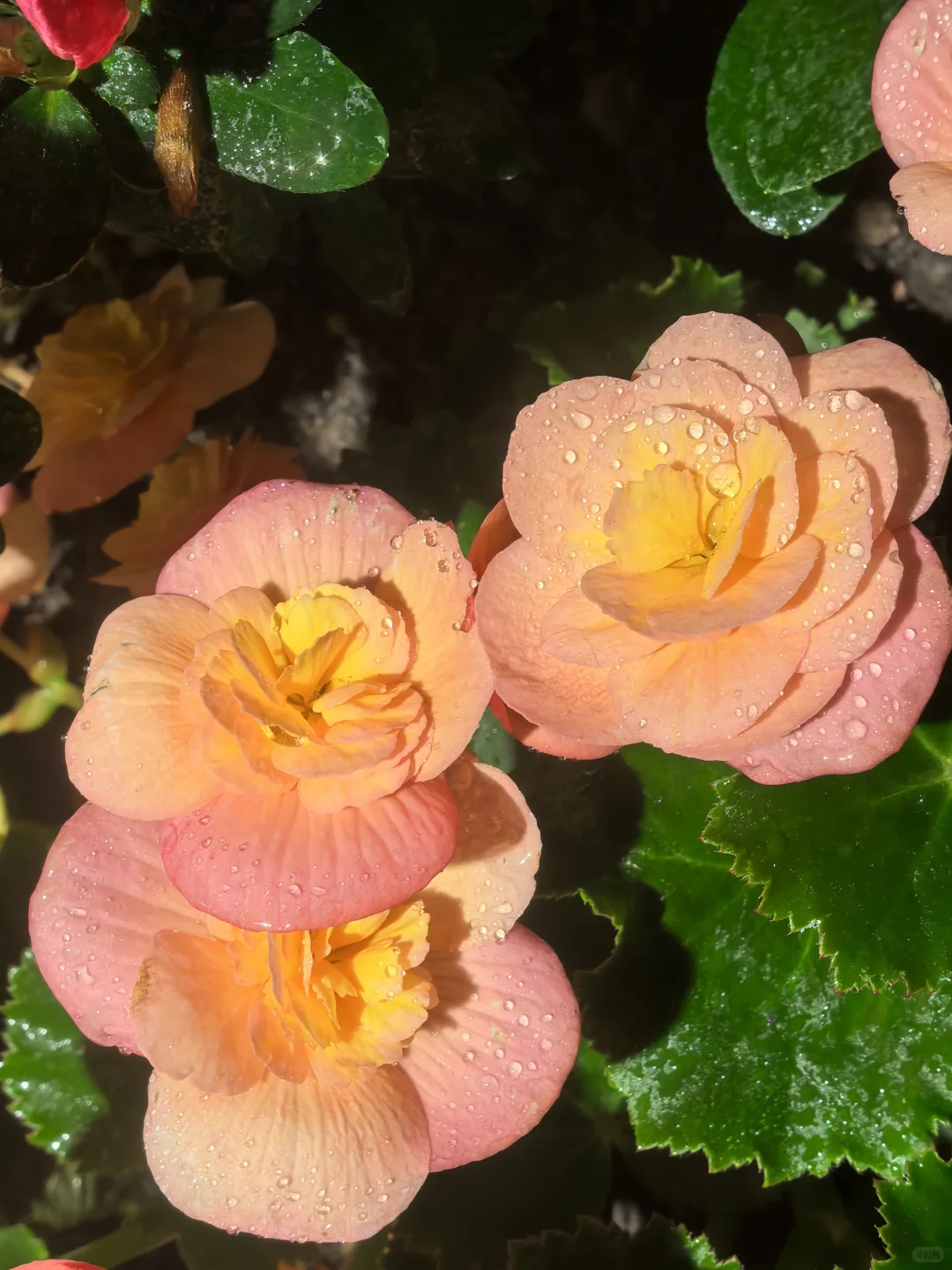 娇艳欲滴🌸🌼🌺