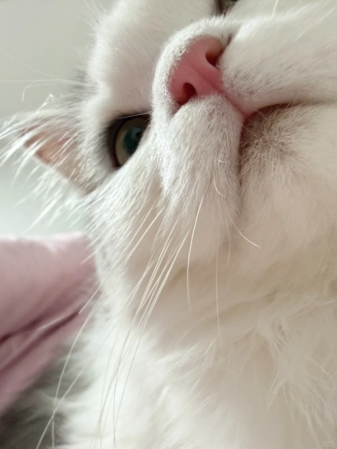 今日份“猫界嫩模”营业——