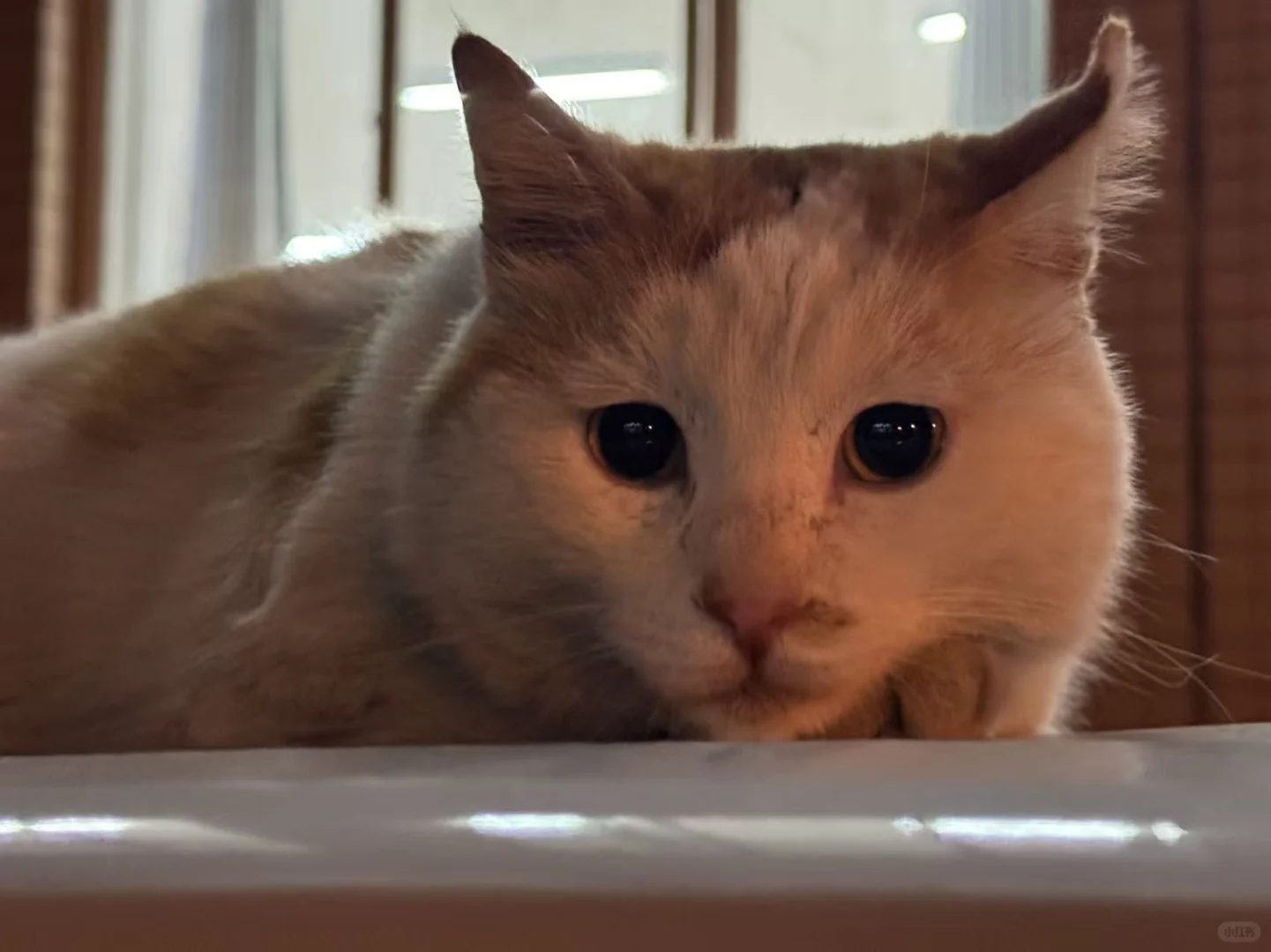 美照征集中！！！