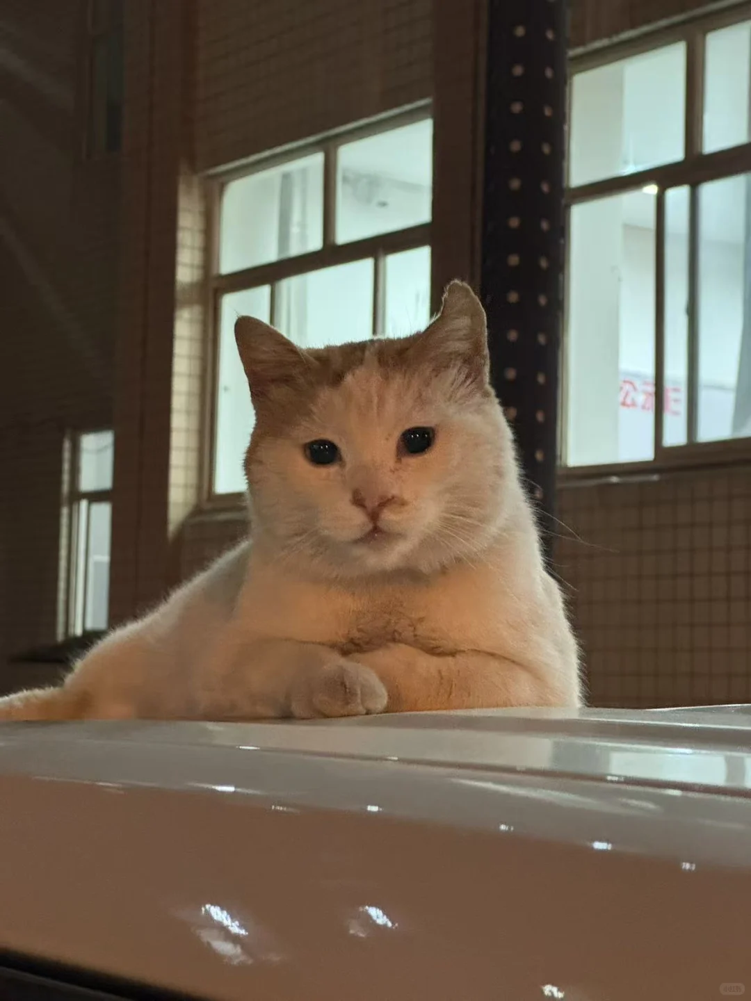 美照征集中！！！