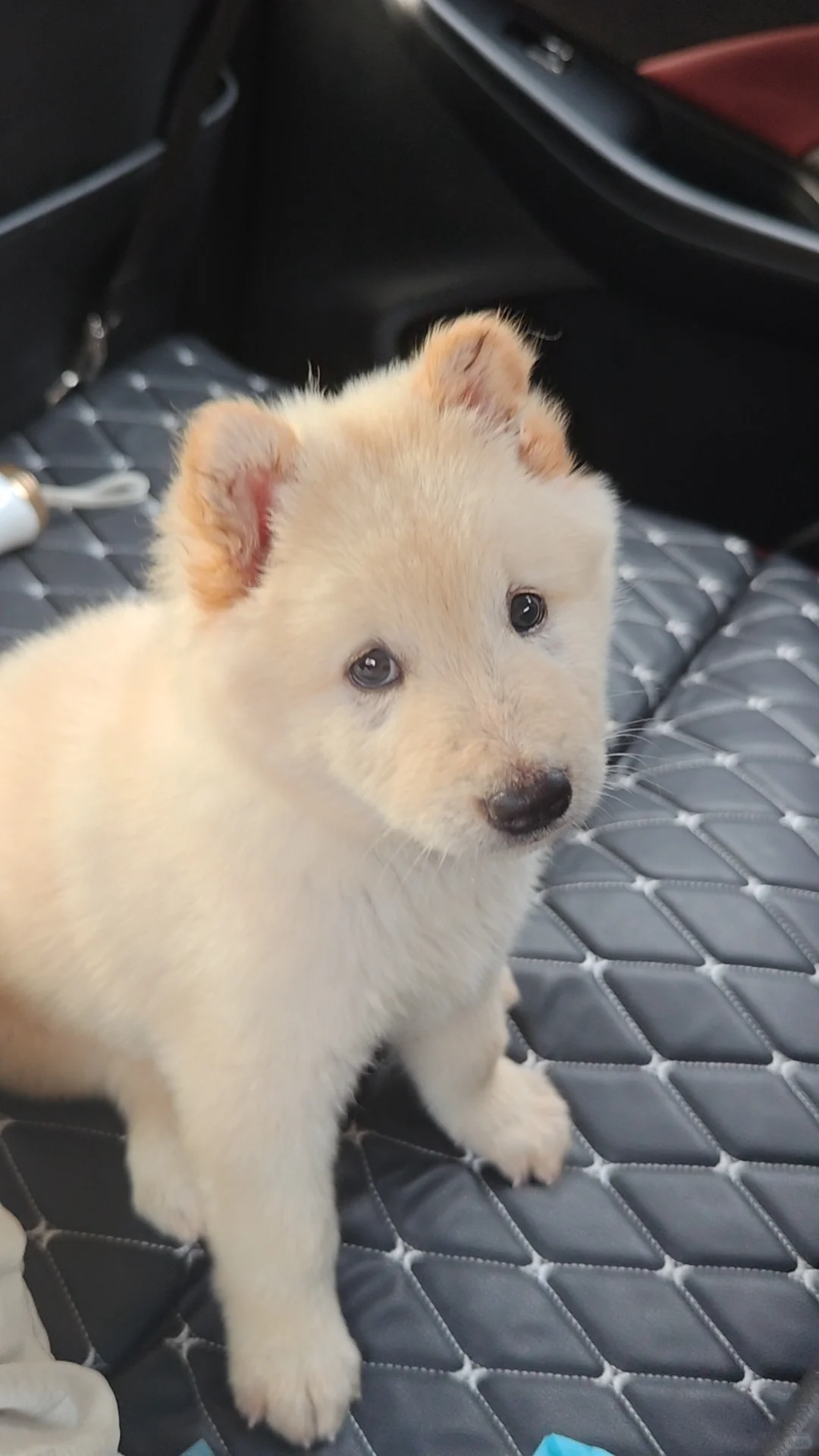 翻到相册里到家第一天的小鼻嘎多多