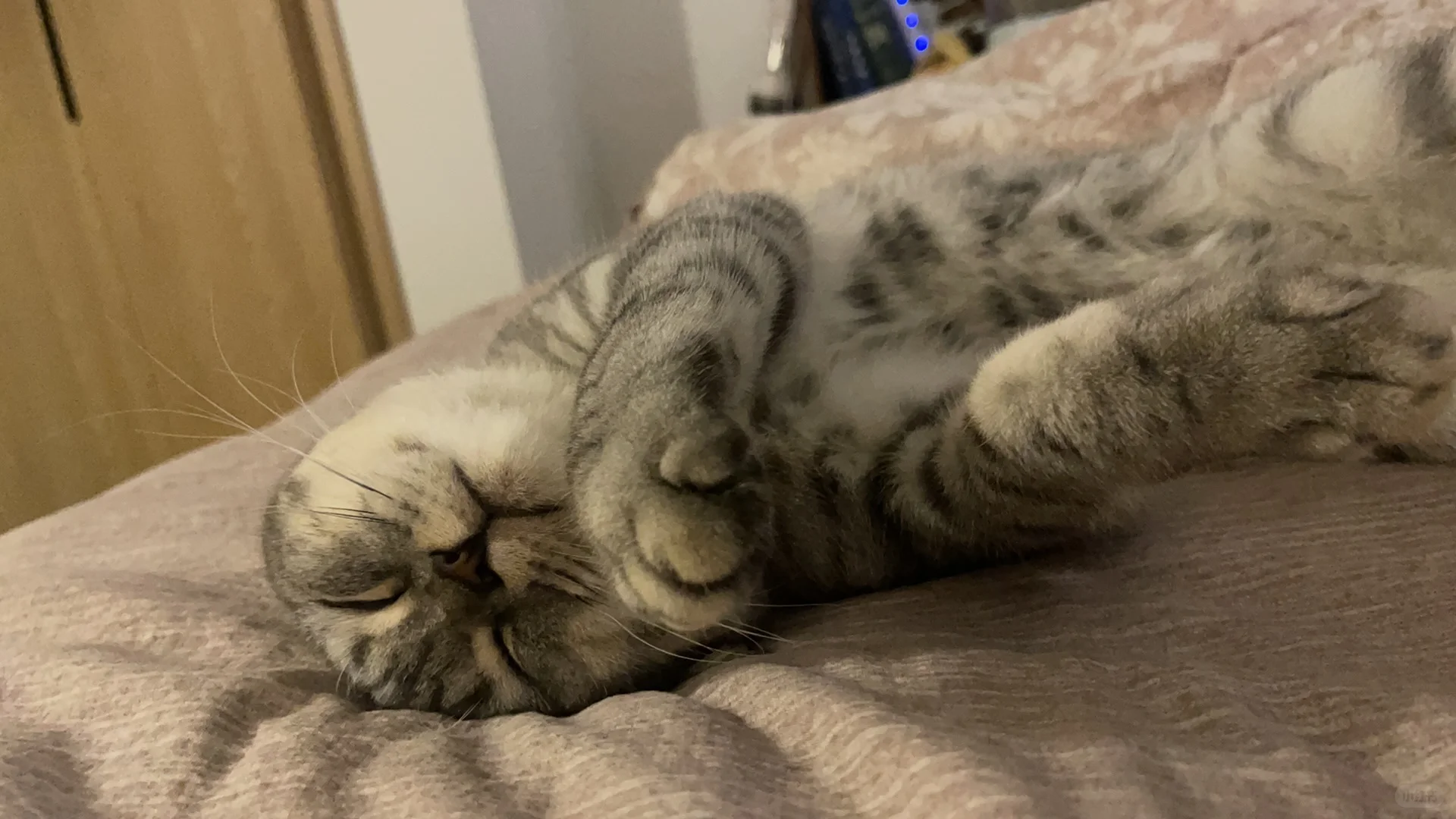 仗着自己可爱，天天睡