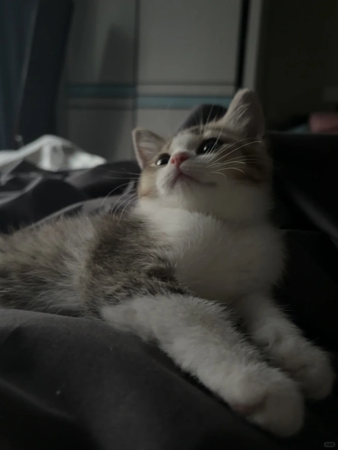 当年之事真的不能怪纣王…