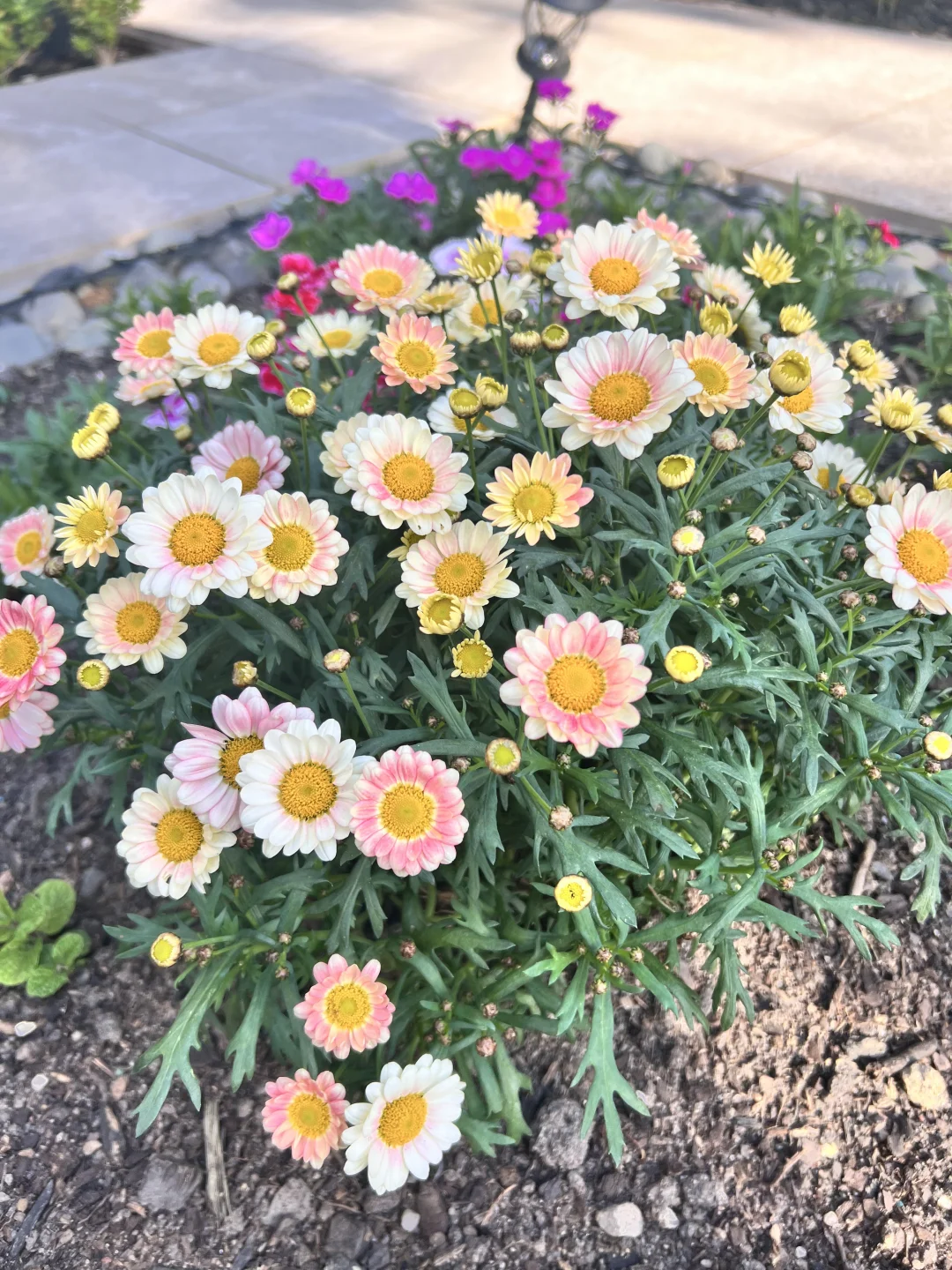 有妈妈在的日子，小花园格外的娇艳！