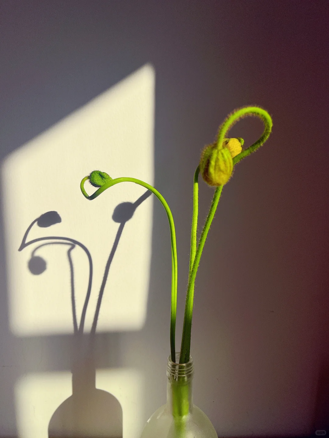 论妖娆还得看虞美人