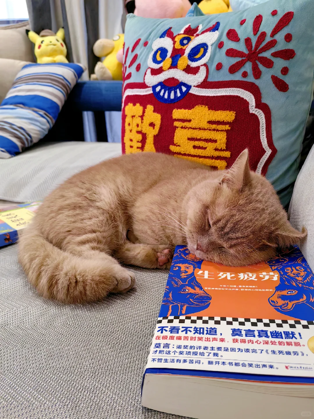 嘘🤫猫猫睡着啦