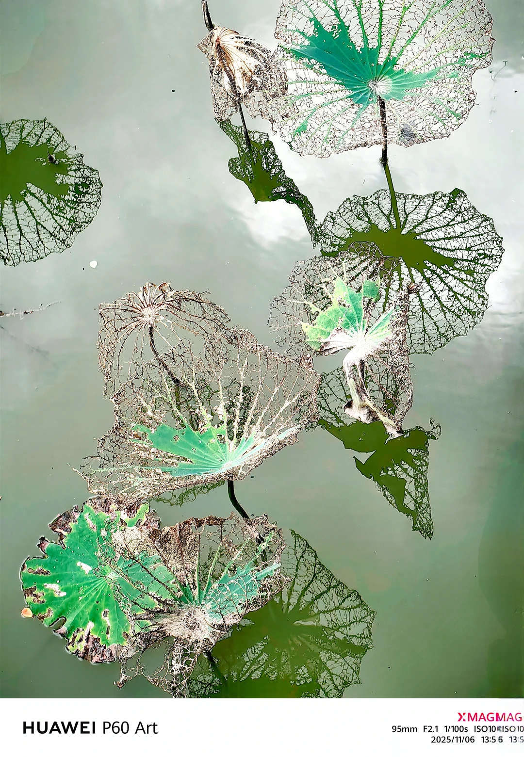 秋日的残荷秋日的残荷虽然没有夏日荷花那