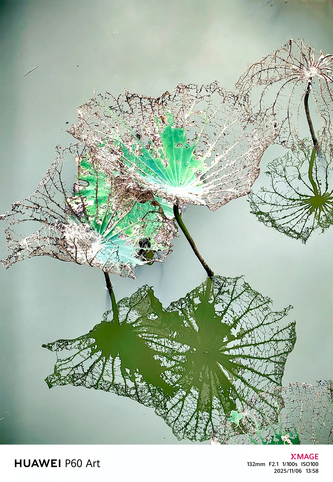 秋日的残荷秋日的残荷虽然没有夏日荷花那