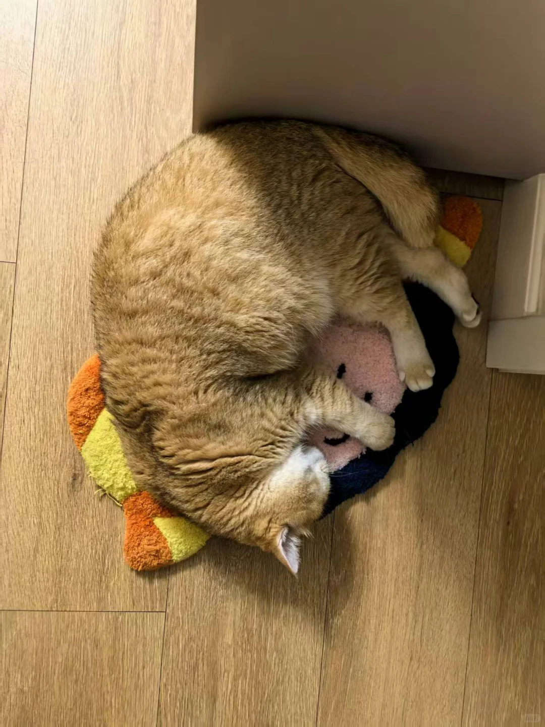 寒舍一英吉利之狸奴，叠名曰肉，名虽寓丰腴，