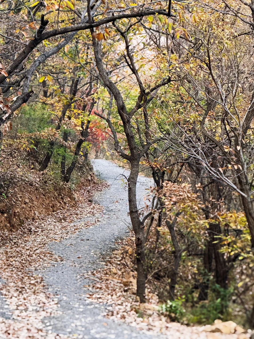 嵩山最小众的国保三祖庵，今日秋色正撩人