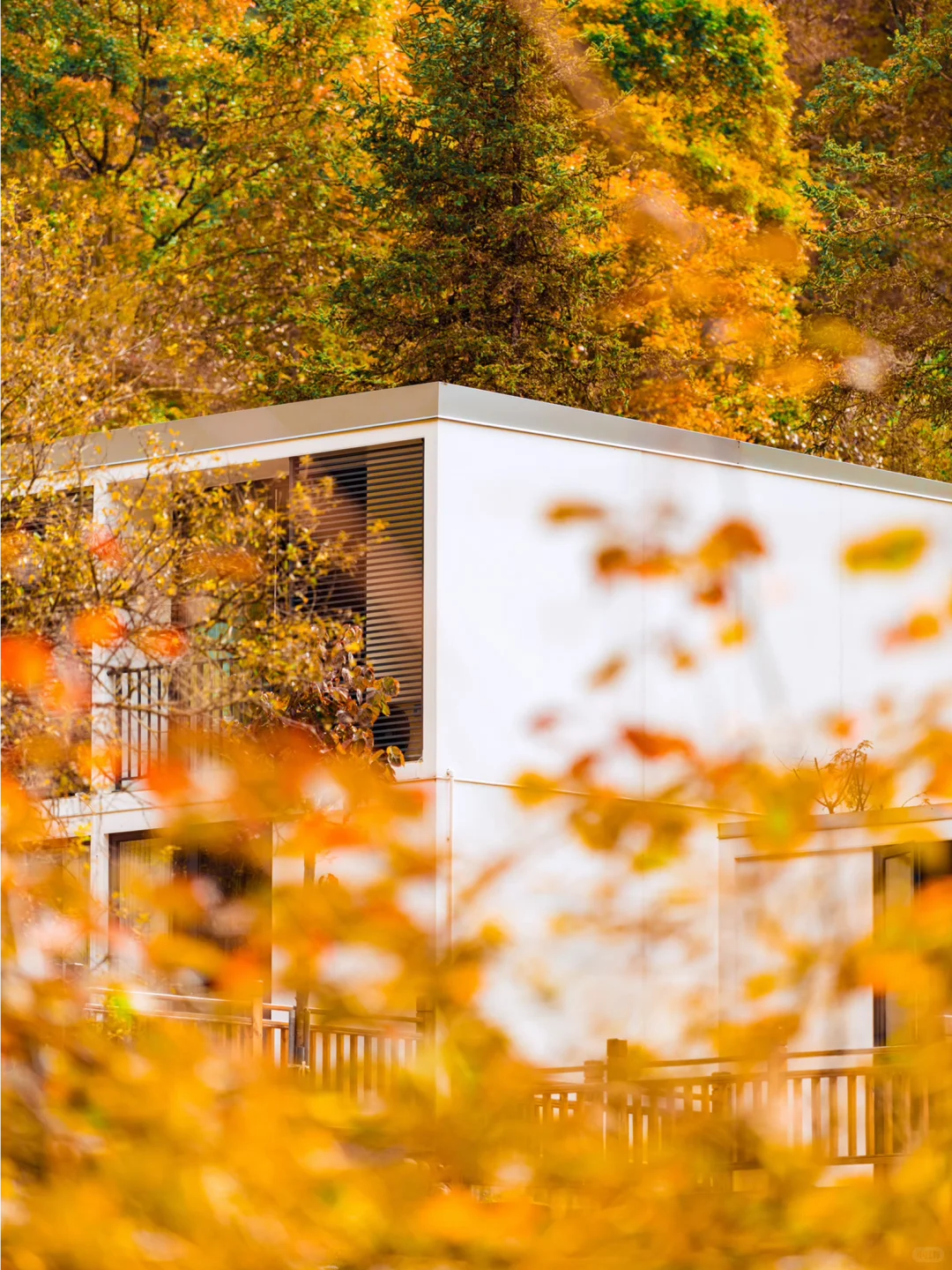 喇叭河秋景正当时🍁交换一张你拍的秋!