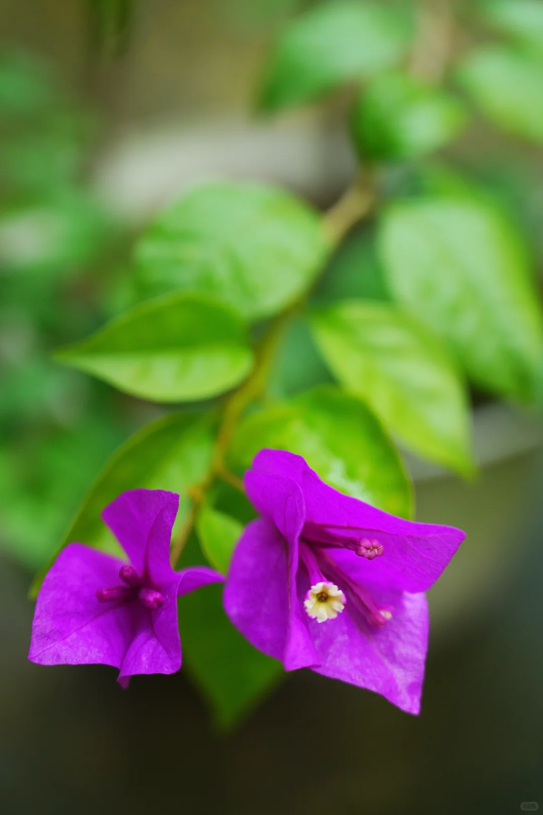 雨，未出门，拍自家的花～