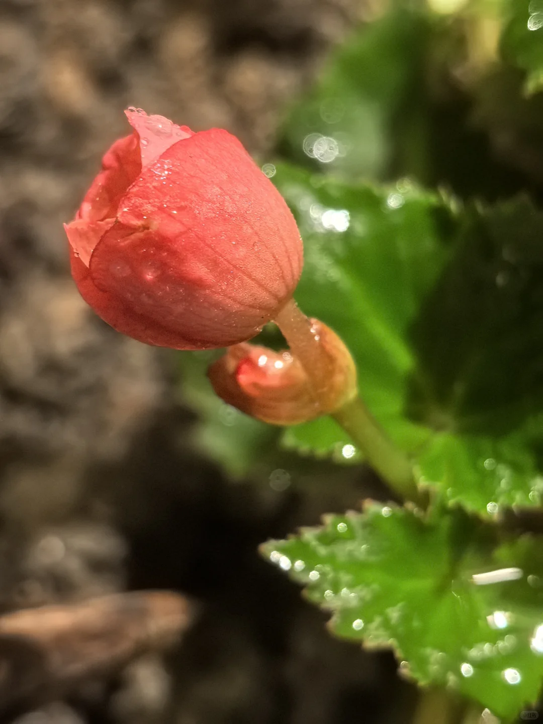 娇艳欲滴🌸🌼🌺