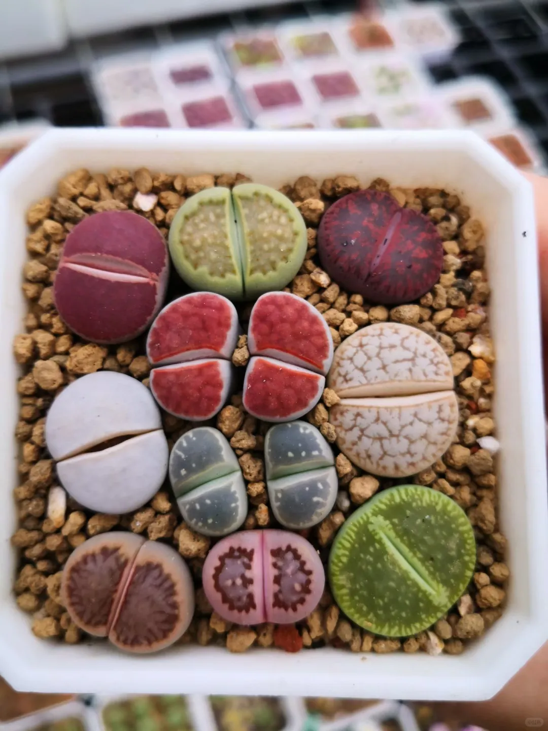 好喜欢这样组合，彩色娇艳