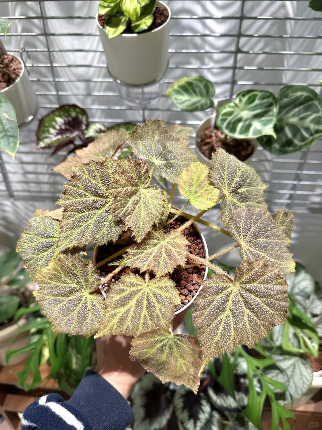 这位朋友在一堆妖艳秋海棠中脱颖而出