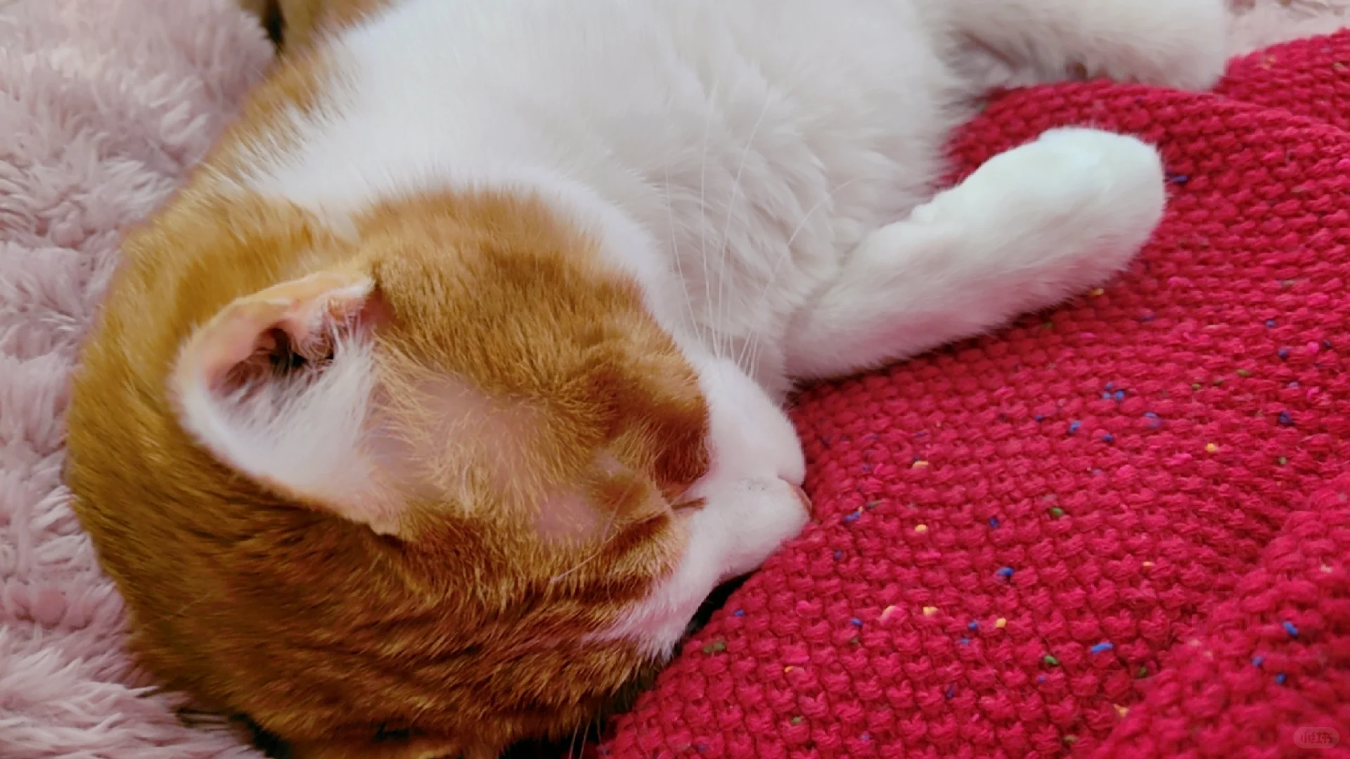 嘘🤫猫猫睡着啦