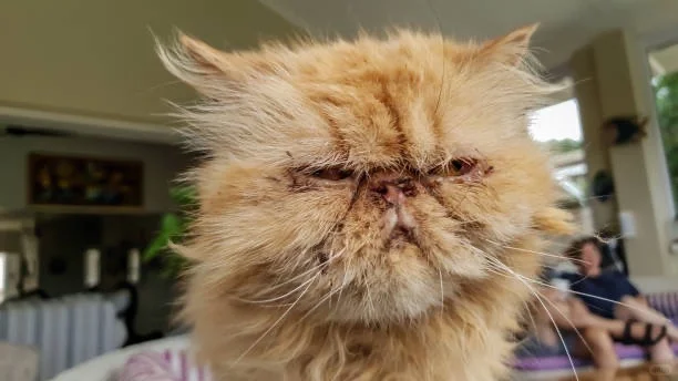 谁懂啊！这猫太有特色了