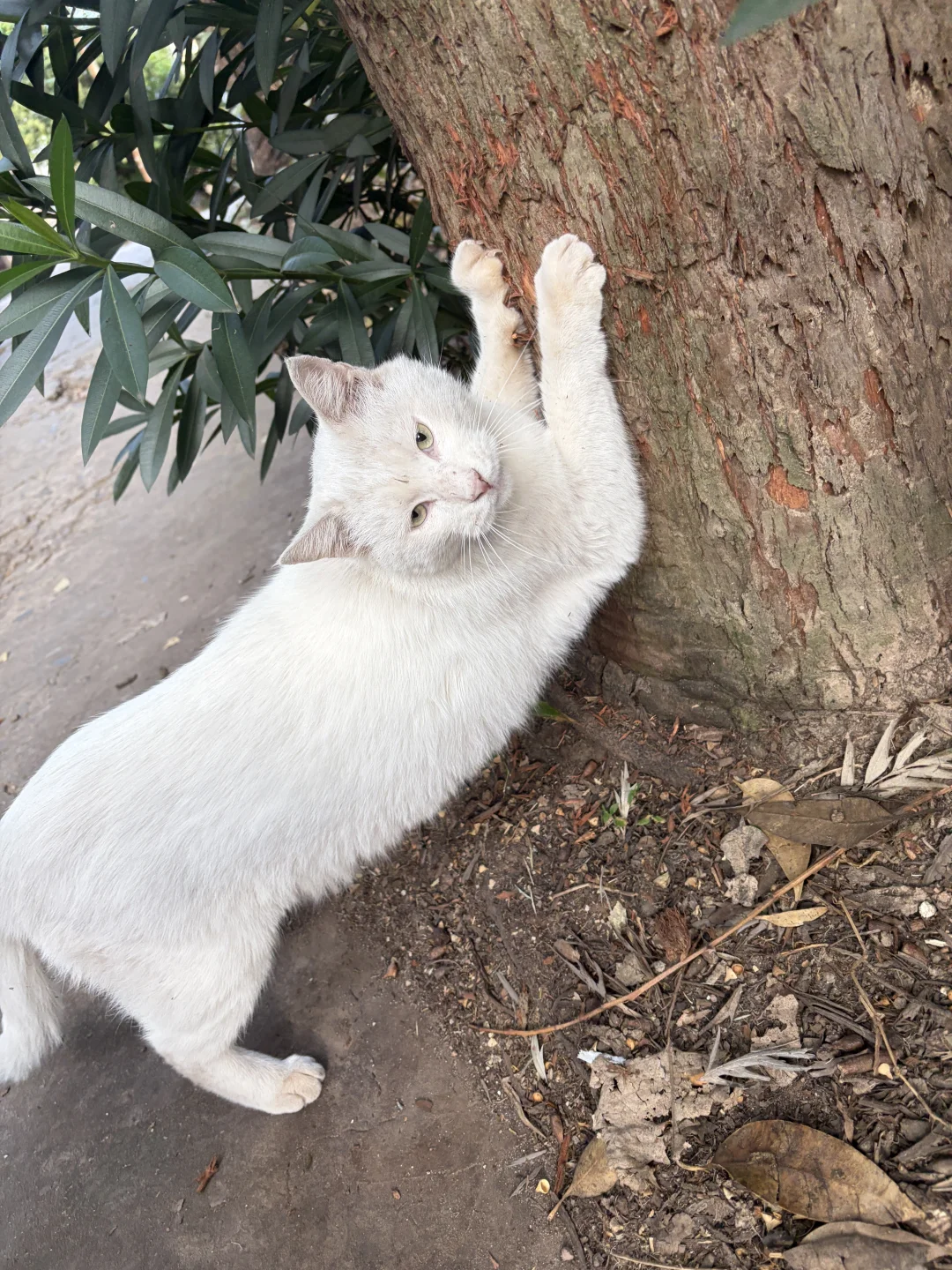 兄弟你好香啊～