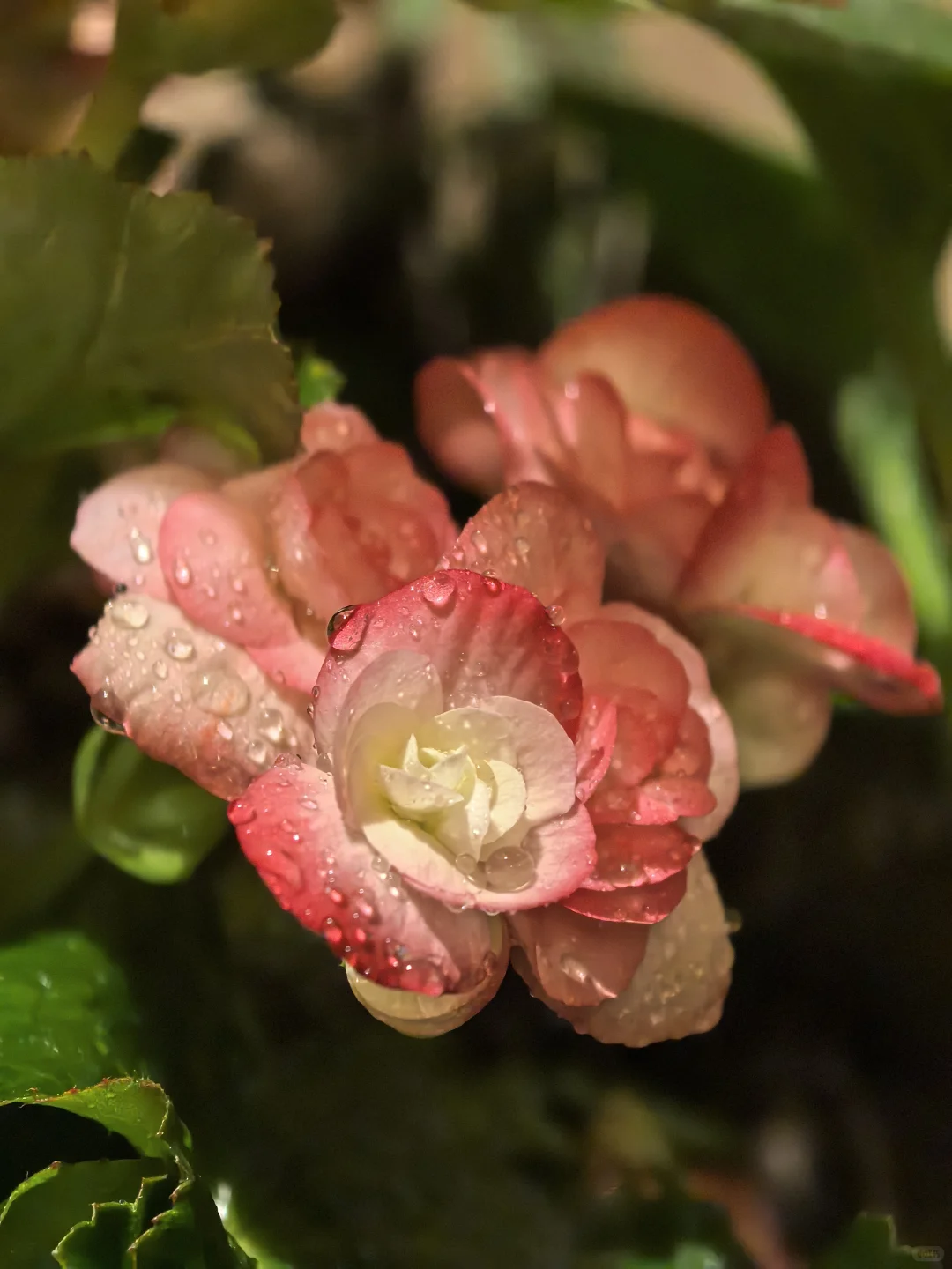 娇艳欲滴🌸🌼🌺