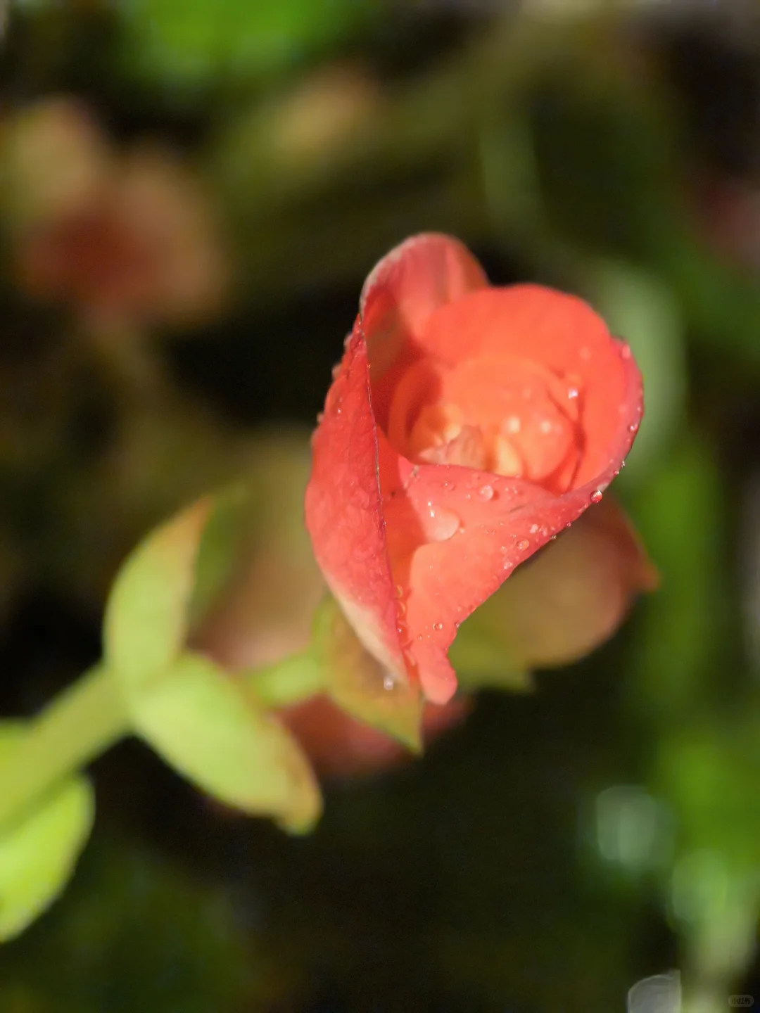 娇艳欲滴🌸🌼🌺