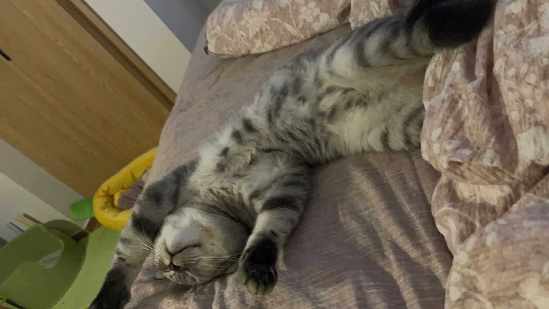 仗着自己可爱，天天睡