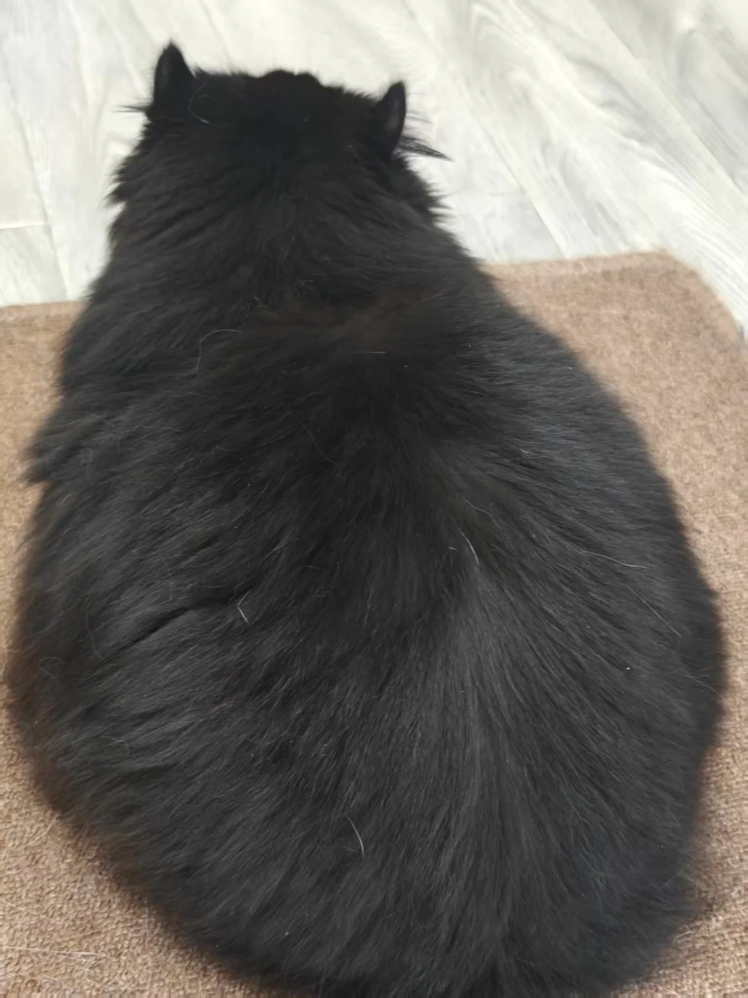 朋友遇到的猫有点像68