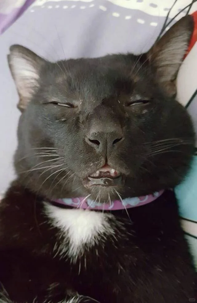 谁懂啊！这猫太有特色了