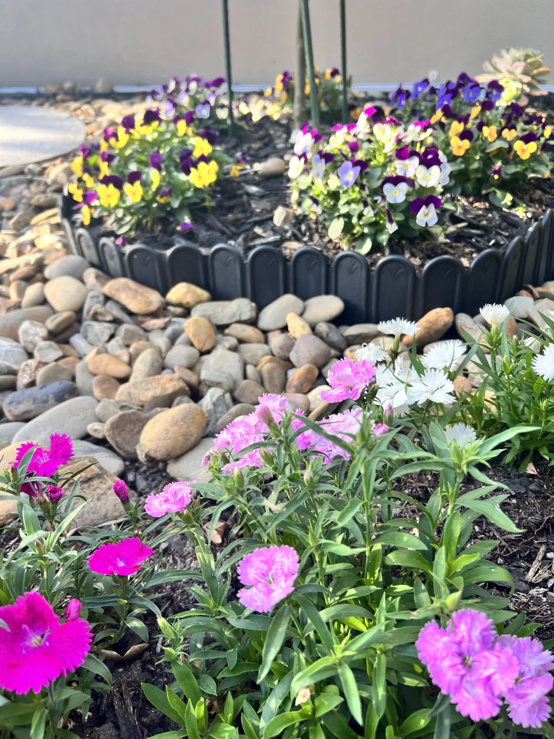 有妈妈在的日子，小花园格外的娇艳！