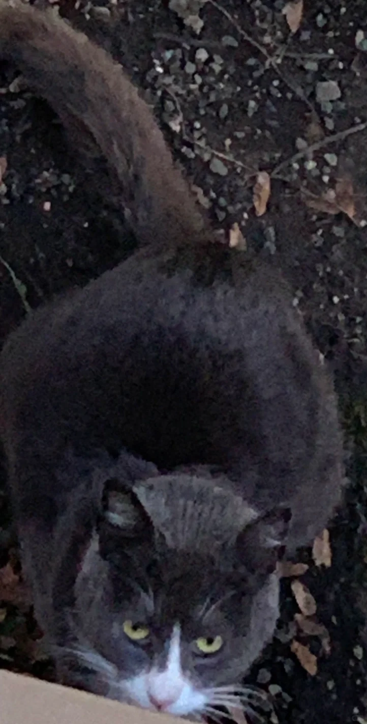 丰腴的贵妇。就差一条珍珠项链了。