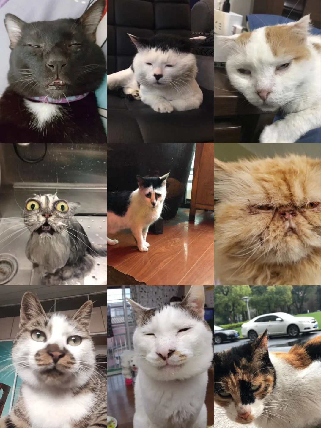 谁懂啊！这猫太有特色了