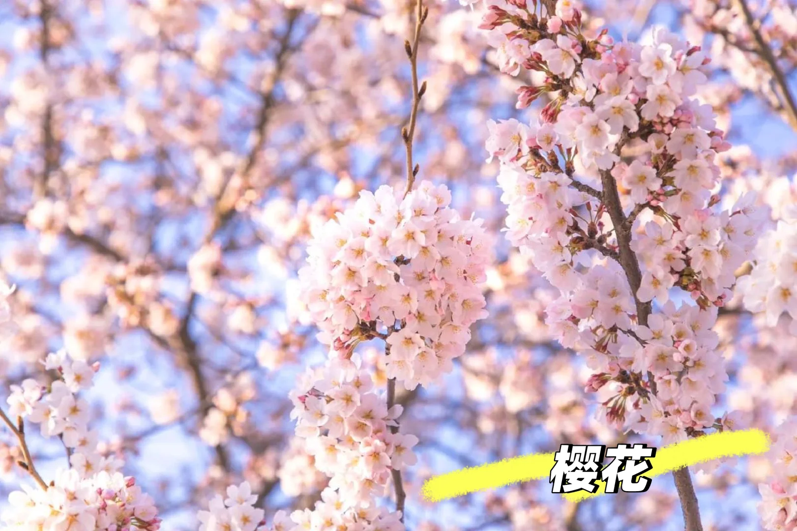 樱、桃、梨、李、杏/5款春季姐妹花