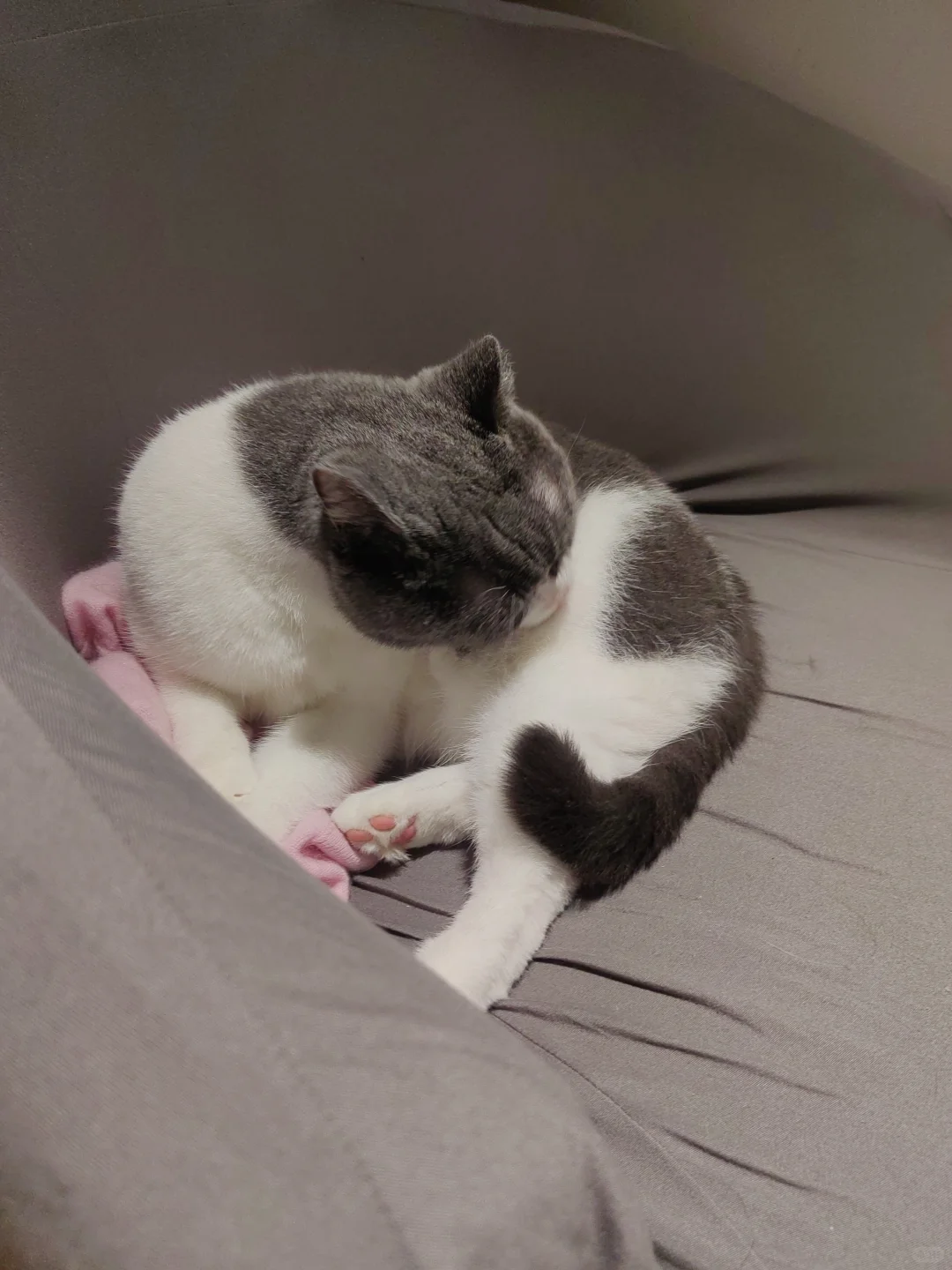 是一定一定要趴着衣服上的🤭