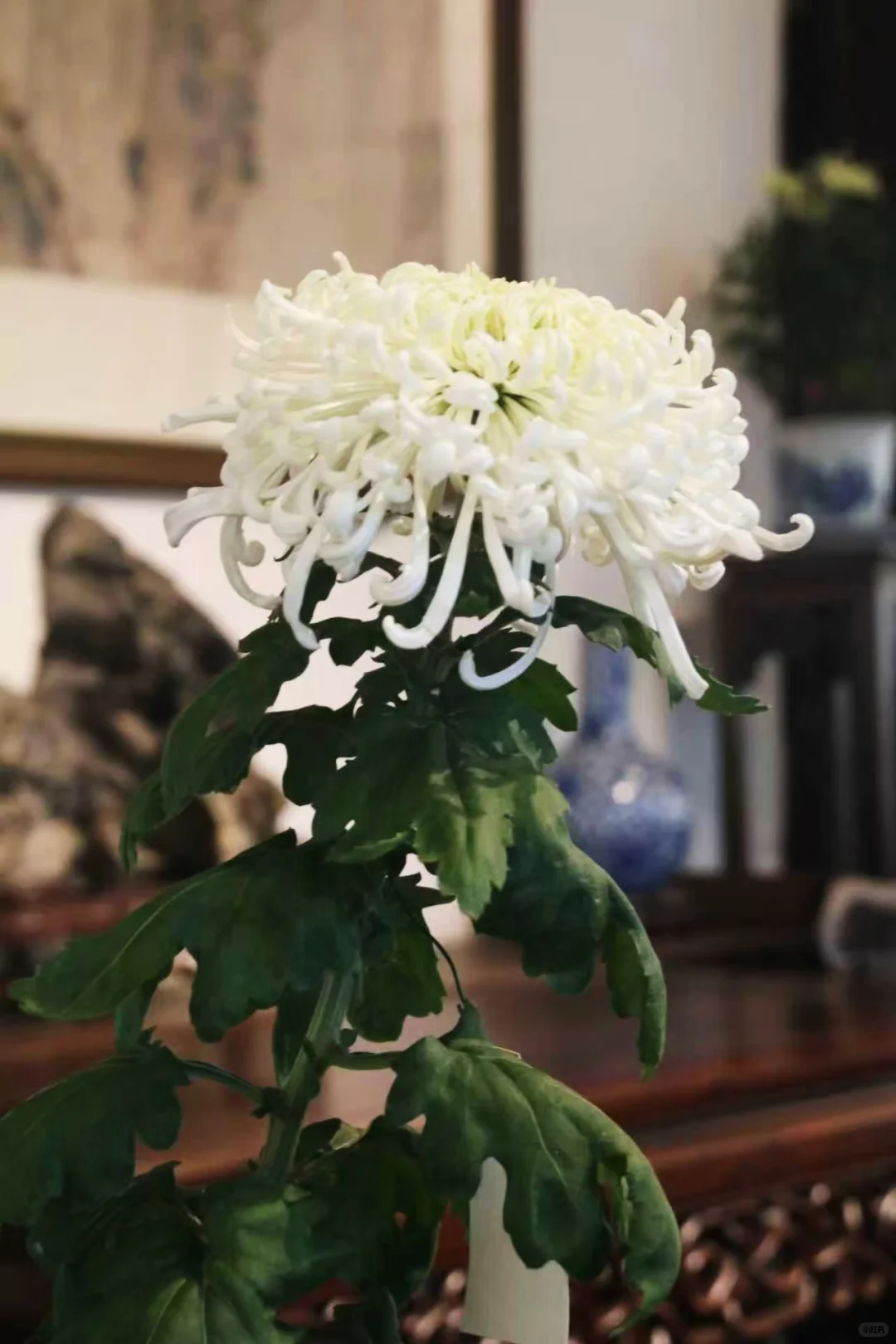 狮子林菊花展｜最是人间富贵花