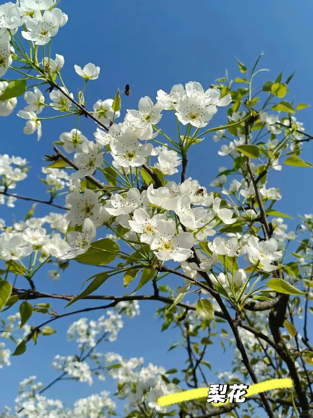 樱、桃、梨、李、杏/5款春季姐妹花