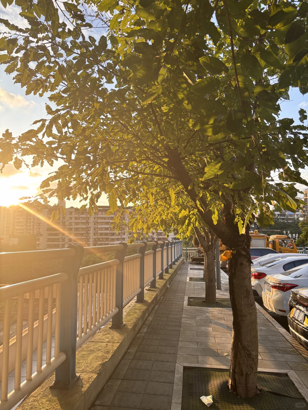 人逝秋叶落，记念四姨