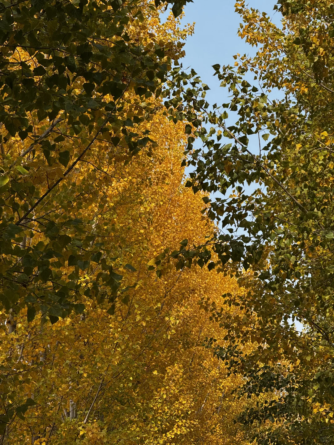 打卡聊城秋天最佳观赏地🍂