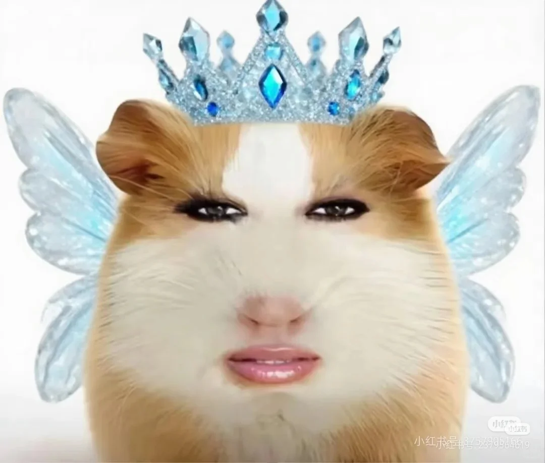 猪精图片第一期