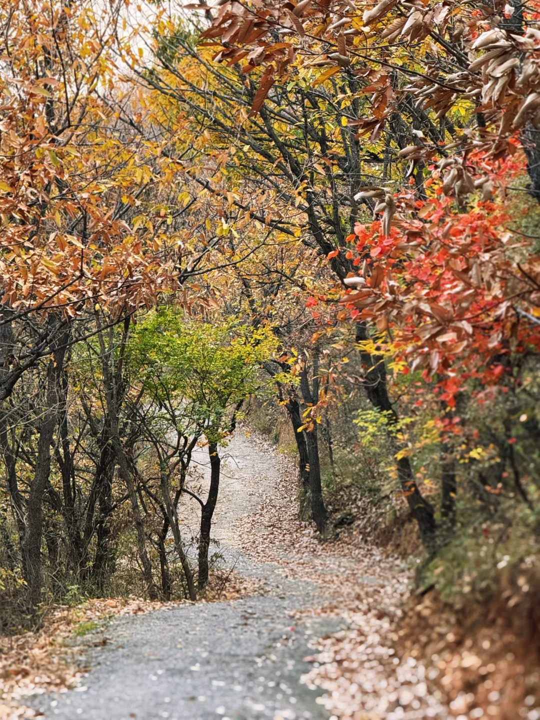 嵩山最小众的国保三祖庵，今日秋色正撩人