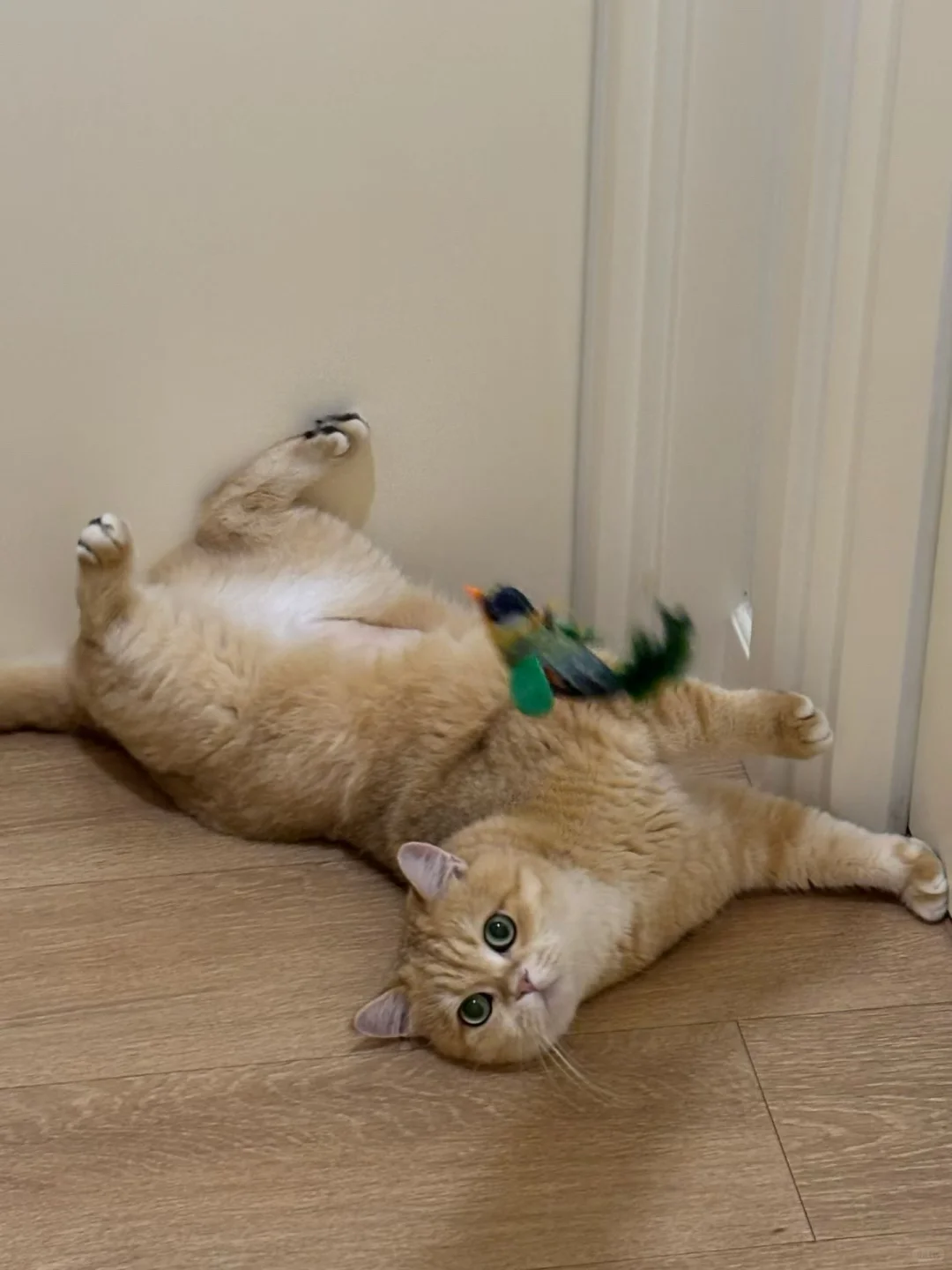 寒舍一英吉利之狸奴，叠名曰肉，名虽寓丰腴，